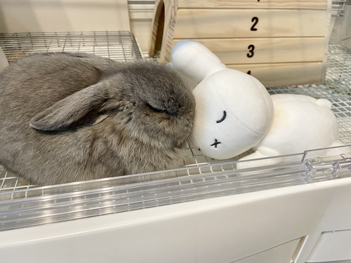 うさぎとミッフィー
