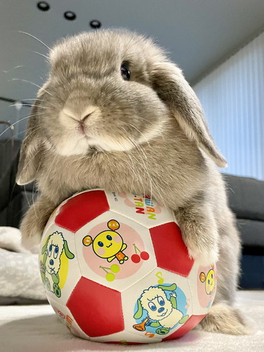 ボールに乗るうさぎ
