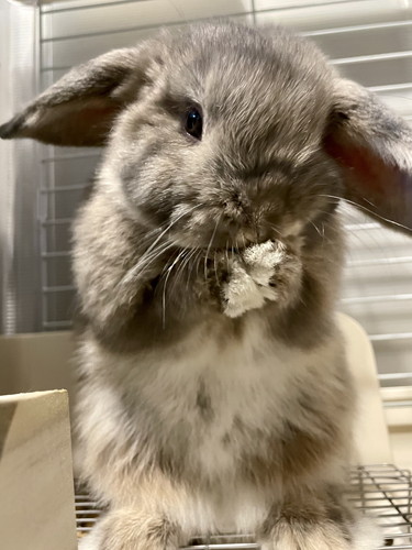 ホーランドロップの前足