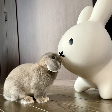 大きいミッフィーとうさぎ