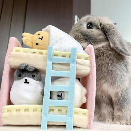 おもちゃが気になるうさぎ
