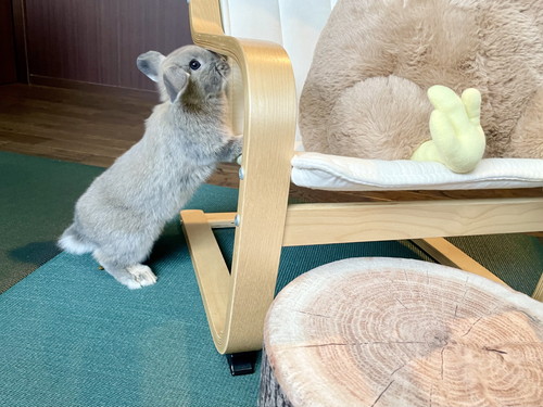 うさぎのつかまりたっち