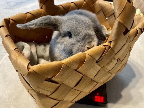 かごに入るうさぎ