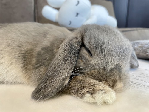 すやすや眠るうさぎ