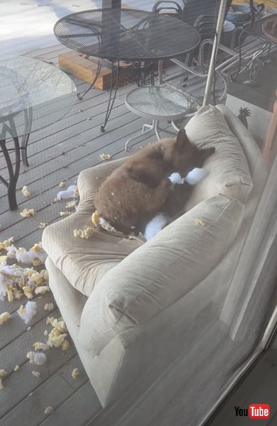 顔に綿をあてる子熊