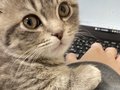 PC作業中、子猫がやってきて……「すっ」　上目遣いで“作業をやめて”アピールする姿に「ついついかまっちゃう」「反則ですよ」