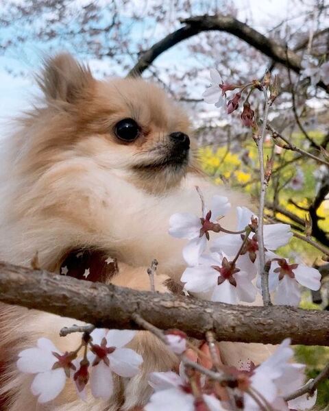 桜とメルちゃん