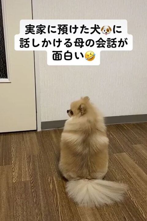 振り返るメルちゃん