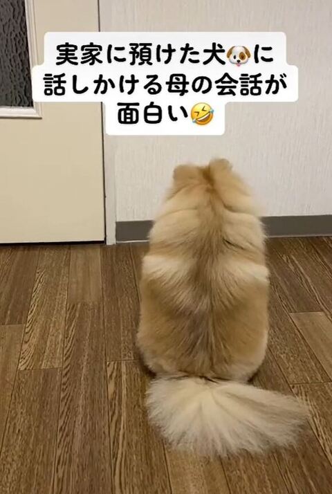 ドアを見るメルちゃん
