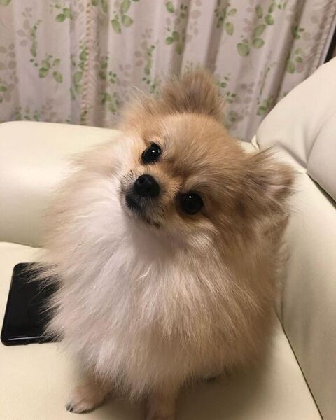 首かしげるメルちゃん