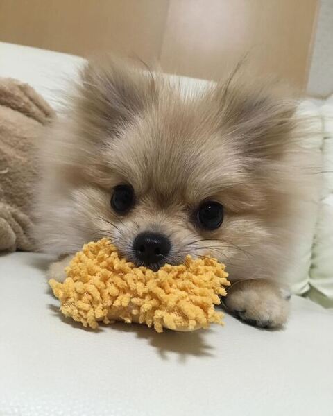 おもちゃくわえてるメルちゃん