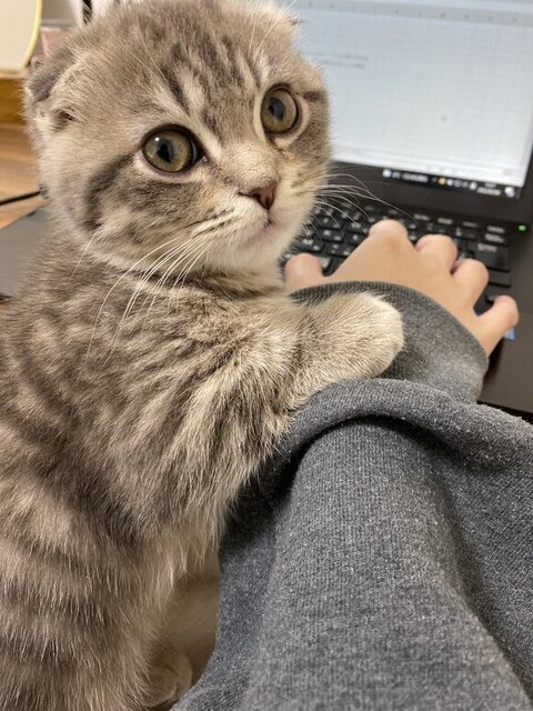 仕事を制止するしゃけくん