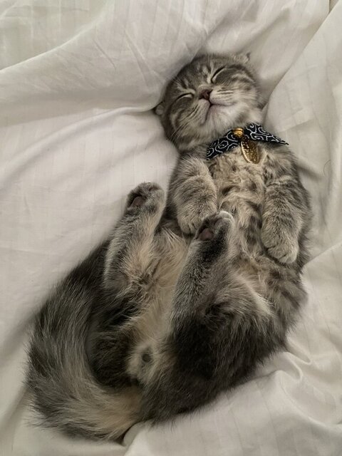 寝てるしゃけくん