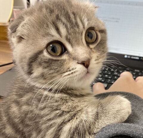 仕事を制止するしゃけくんアップ