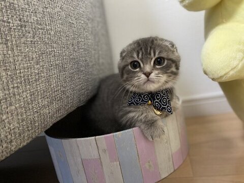 ソファの下の爪とぎから顔出すしゃけくん