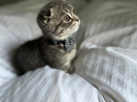 しゃけくん横顔