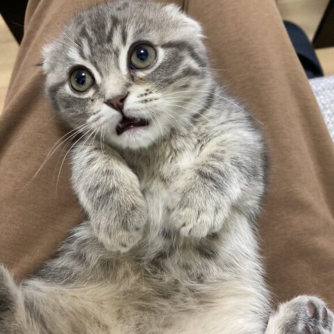 口をポカンとあけてるしゃけくん