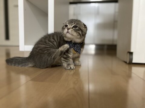 掻いてるしゃけくん