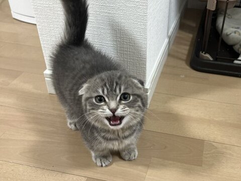 鳴いてるしゃけくん