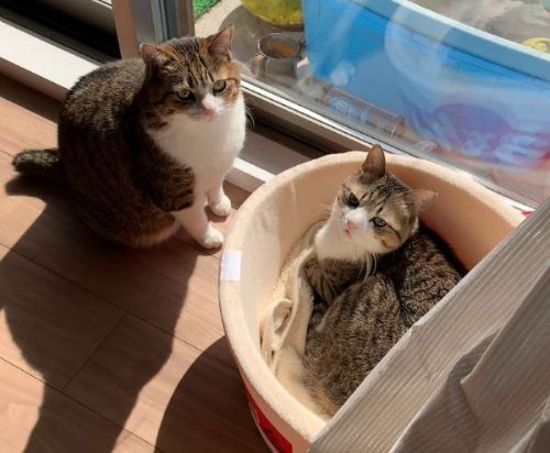 順番待ちする猫