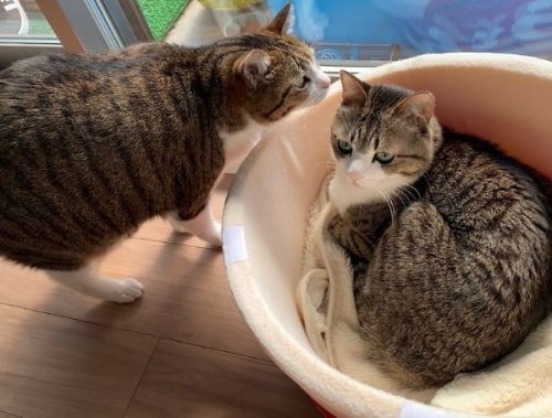 猫を無視する猫