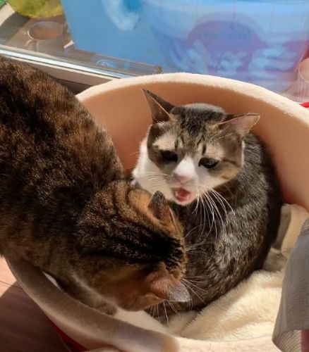 無理やり入ってくる猫