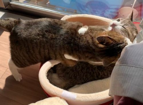 うどんハウスをめぐる戦い