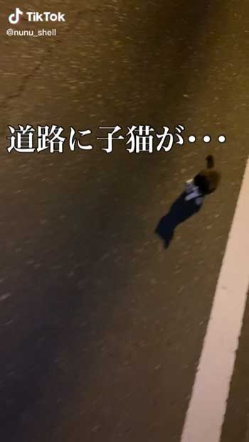 道路で子猫発見