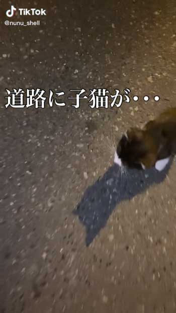 道路で子猫発見