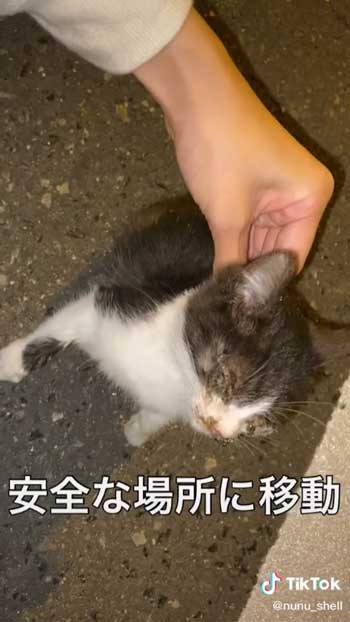 道路から安全な場所まで子猫移動