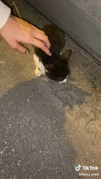 逃げない子猫