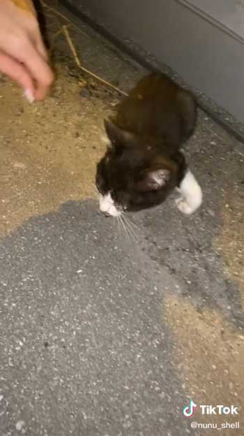 助けを求める子猫