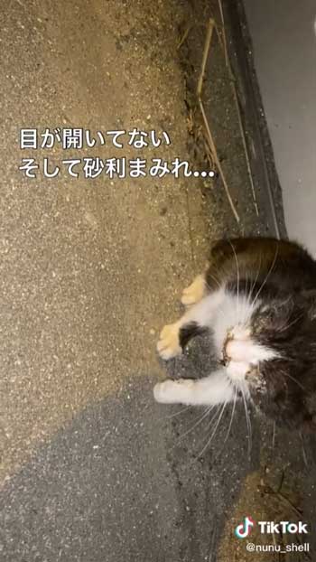 ボロボロの子猫