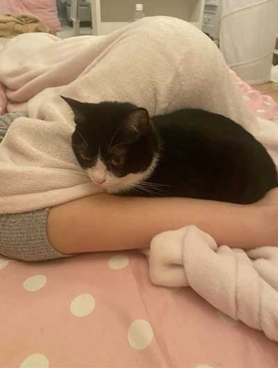 甘える猫