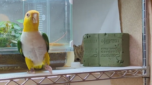 踊るシロハラインコ