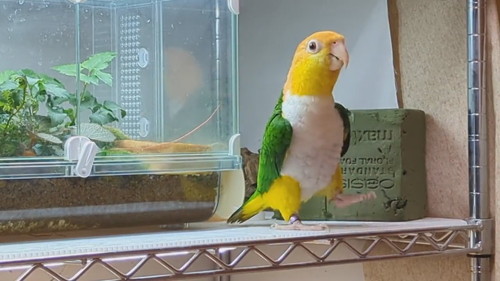 ダンスするインコ