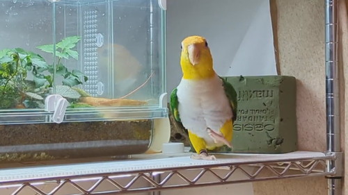 踊る小福ちゃん