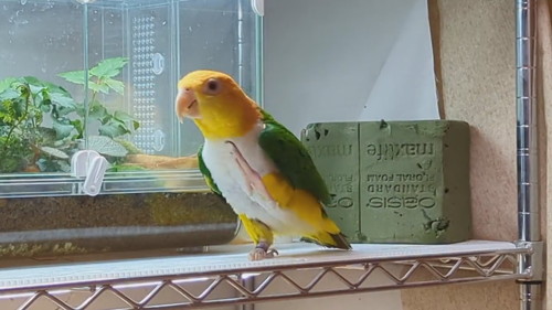 踊る小福ちゃん