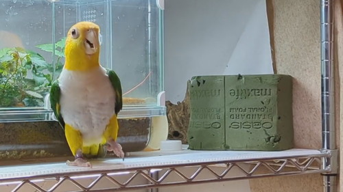 ポーズを決めるシロハラインコ