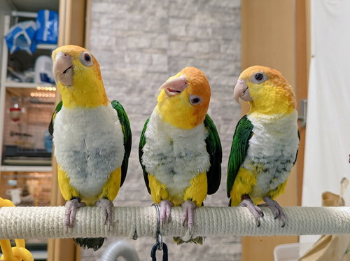 インコさんたち