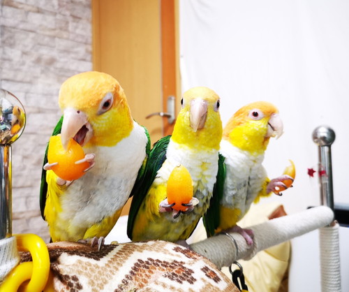 インコさんたち