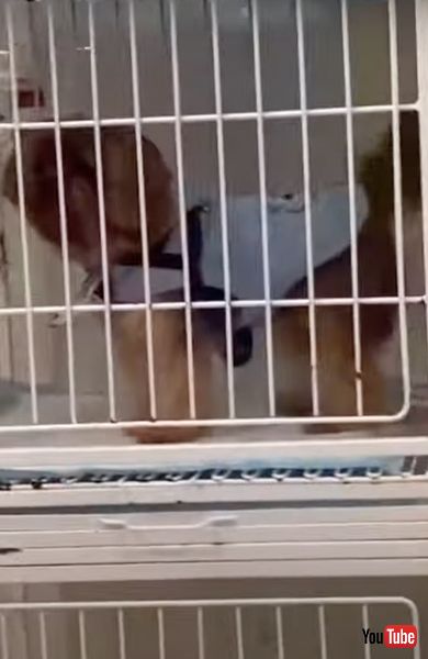 お迎えを待つワンコ