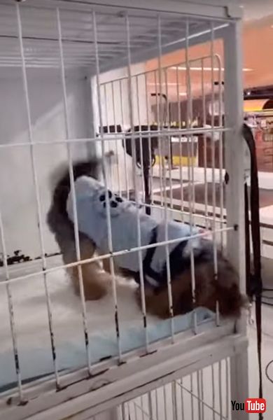 お迎えがうれしいワンコ