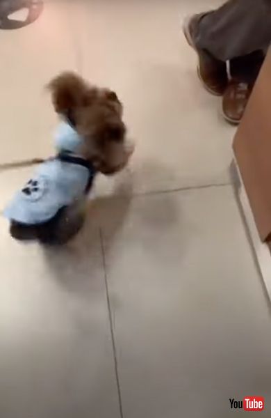 飼い主に会えてうれしいワンコ