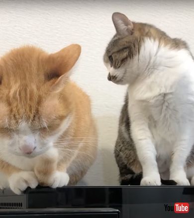 兄猫を起こそうとする妹猫