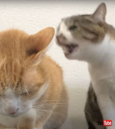 かもうとする妹猫