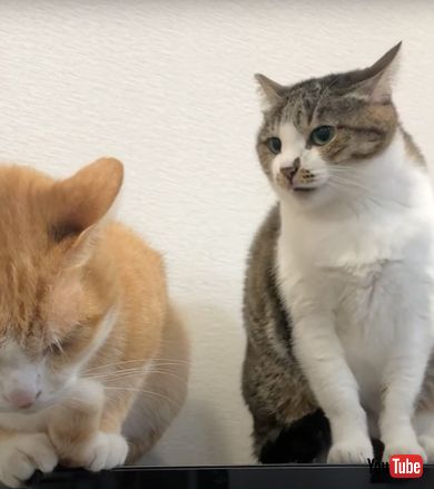 兄猫を起こそうとする妹猫