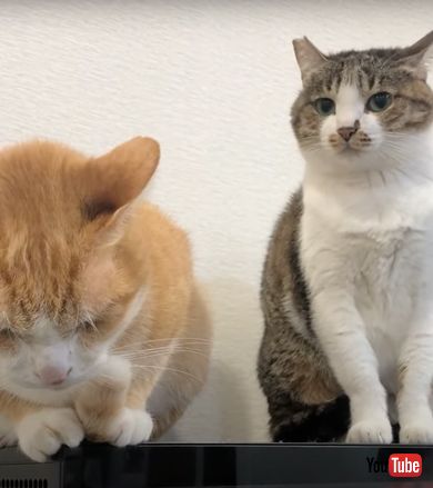 兄猫を起こそうとする妹猫