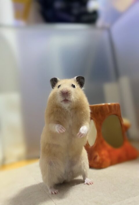 ハムスター全身