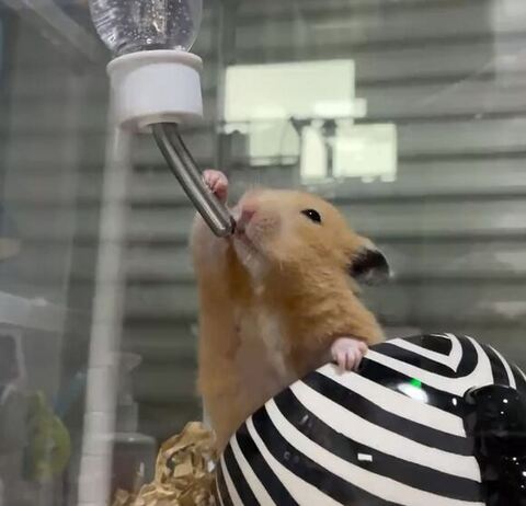 水飲んでるハムスター